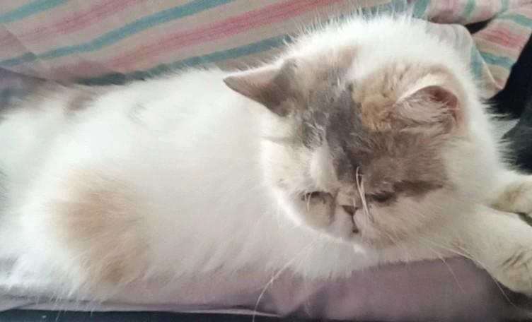 发一张图片看看你们家的猫