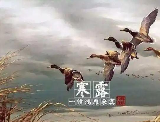 今日寒露！三候识天时+六大习俗，助你润燥少生病！一候：大雁南飞寒露一到，大雁