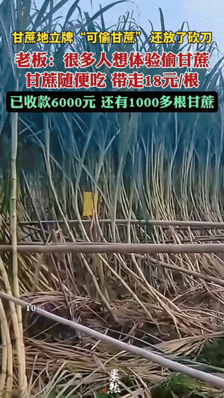 浙江,男子承包种的甘蔗熟了,便拍视频发网上分享收获的喜悦,粉丝看到后提出了一个过