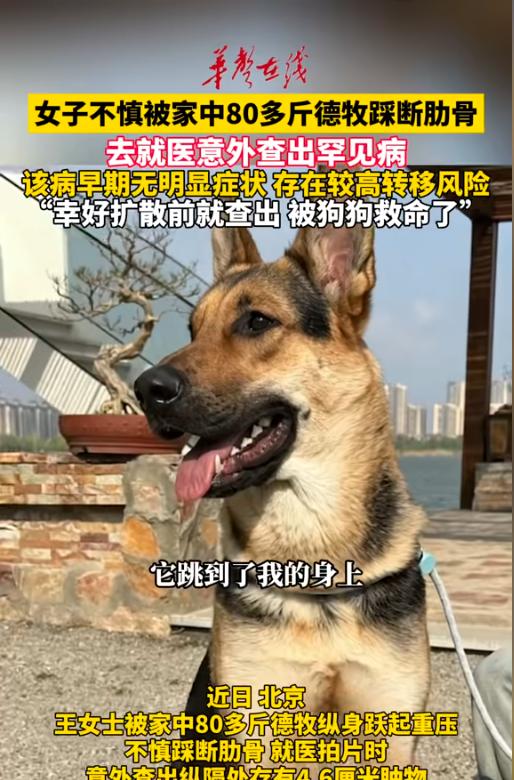 “因祸得福！”7月21日报道，北京，一女子在家被德牧踩断了肋骨，女子就医的时候，