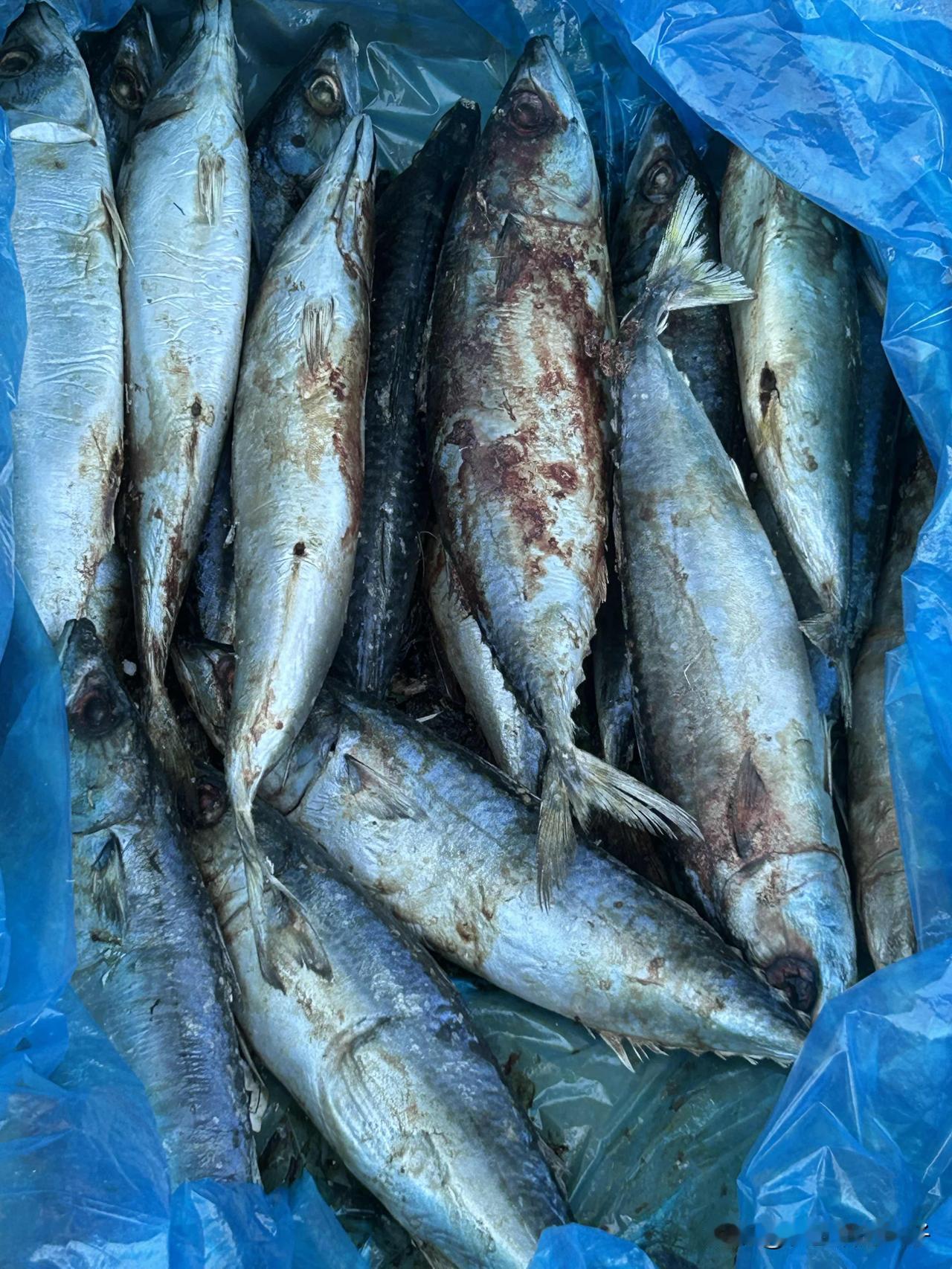 今天买了两条冰冻鲅鱼！糖尿病人也适合吃鲅鱼，它低脂高蛋白，对血糖影响小，还能