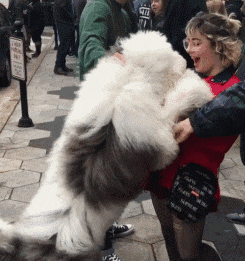 这样的治疗犬我也要! ! 我要! !