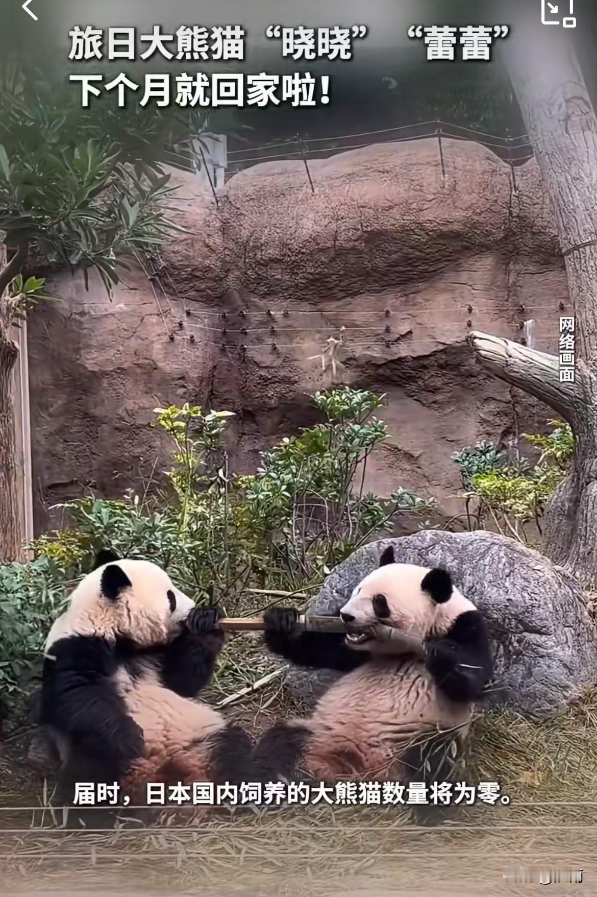 难怪日本人为了看熊猫，把预约看熊猫的网站都挤崩了。原来是在日本的大熊猫“晓晓”和