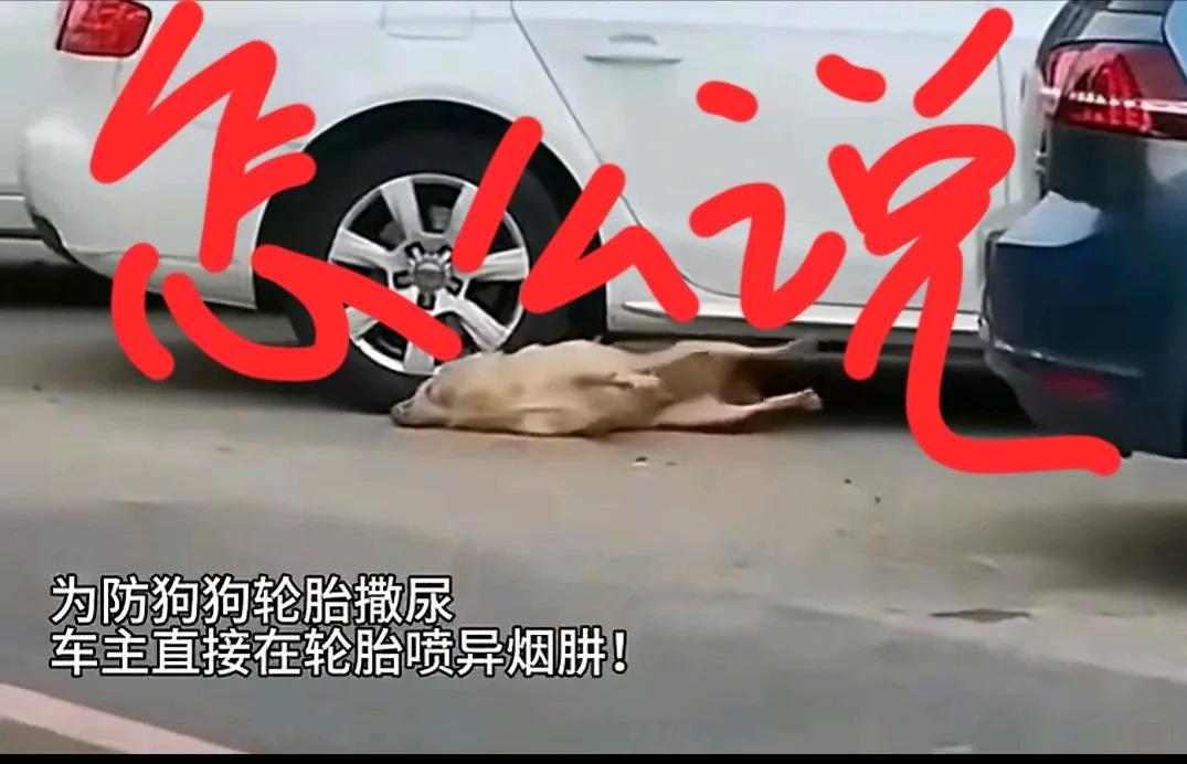 感觉也没毛病，如果狗狗拴绳，如果狗狗不随地大小便，哪怕狗主人有基本的道德底线，也