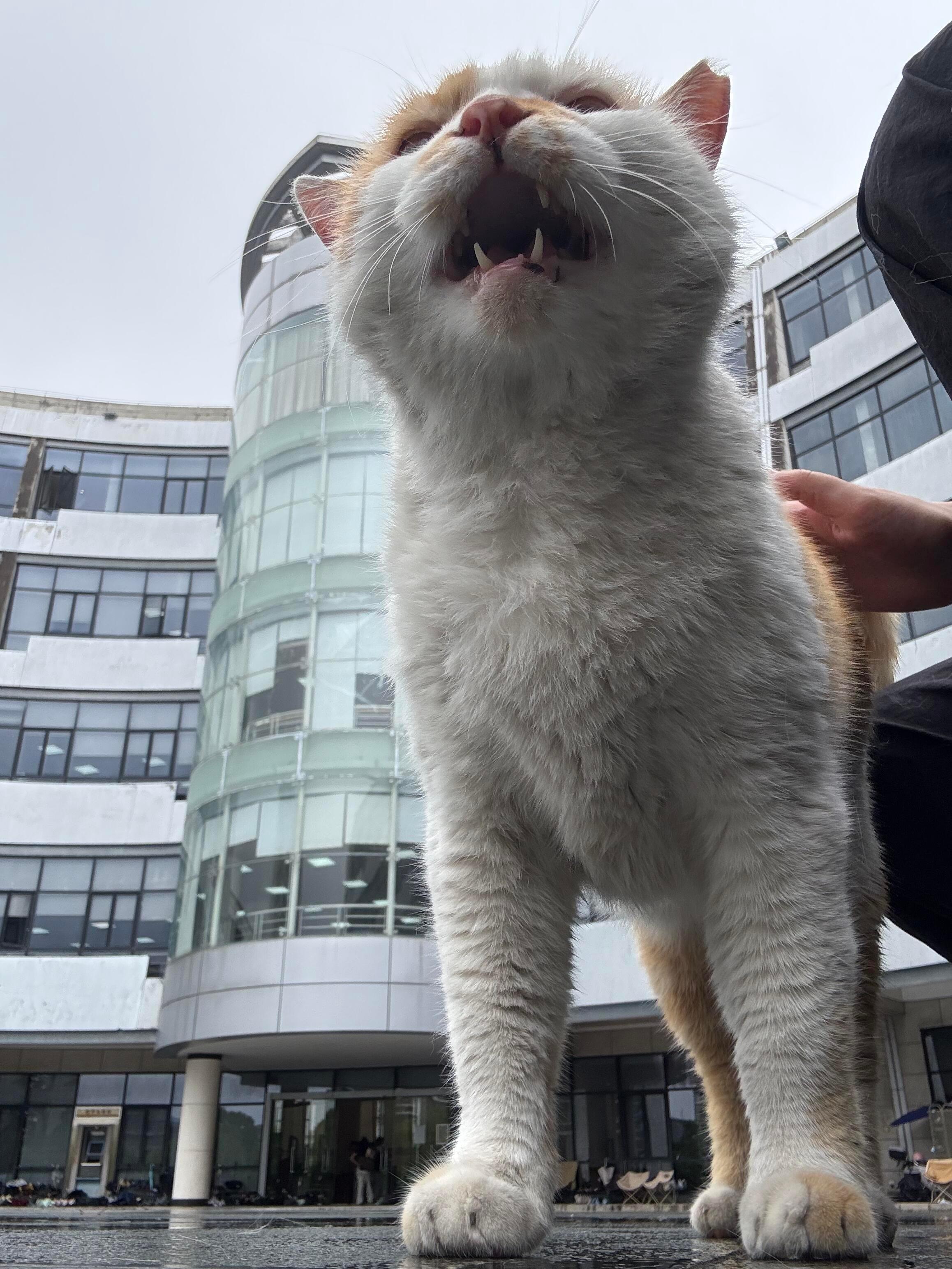 道理我都懂，可是猫猫为什么这么大？​​​