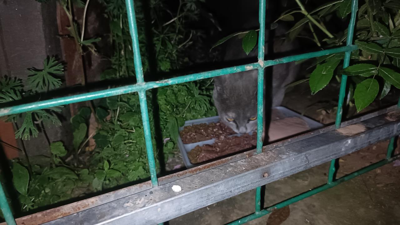 垃圾站流浪猫日常每天深夜的投喂，只为让这些翻垃圾桶为生的流浪猫能有干净的食物吃