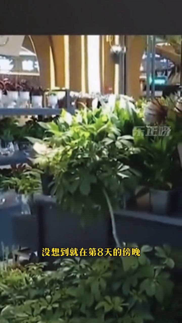 汪汪队立大功，狗狗帮忙找回走丢同伴。所以狗跟狗之间是真的可以沟通的吧？起因是女