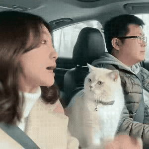 这只猫咪也太拎得清了吧！高速上夫妻俩起争执，妻子不停念叨，丈夫憋着气专心开