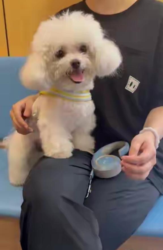 江西南昌，一名女子希望给自家比熊犬增添医疗保障，每月花费38元购买了宠物险。