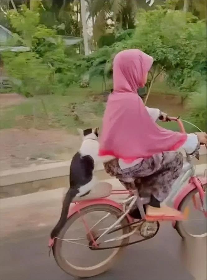 爸妈让扔猫，10岁娃深夜出发她带着猫骑了15公里夜路！没导航没手机，小女孩仅