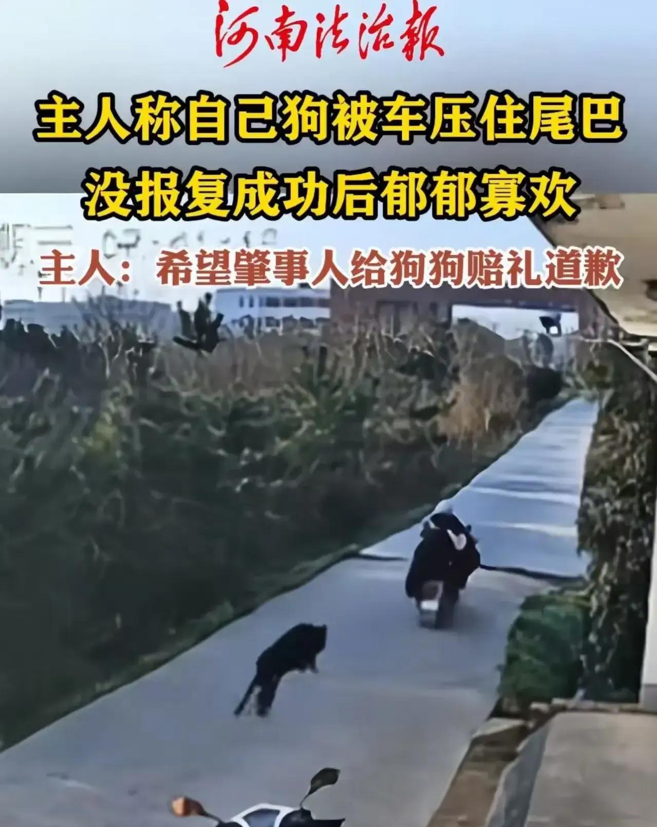 大开眼界！狗在家门口的道路中间晒太阳时，被驶来的电瓶车压住尾巴，而狗去追没追上，