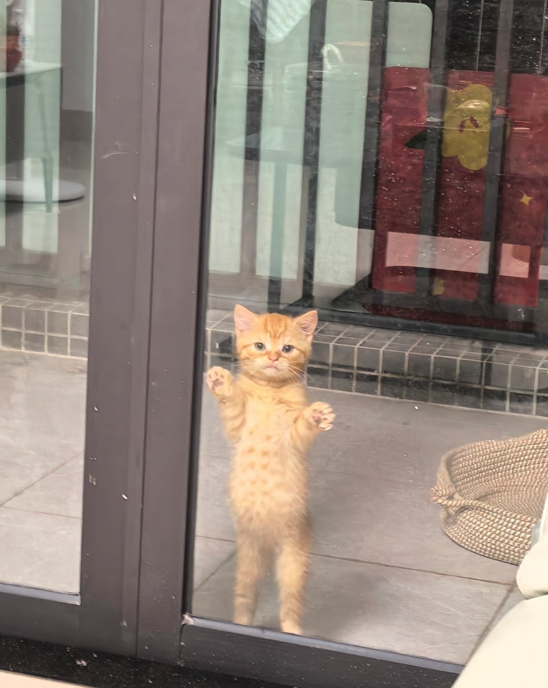 猫猫的小肚子鼓鼓的​​​