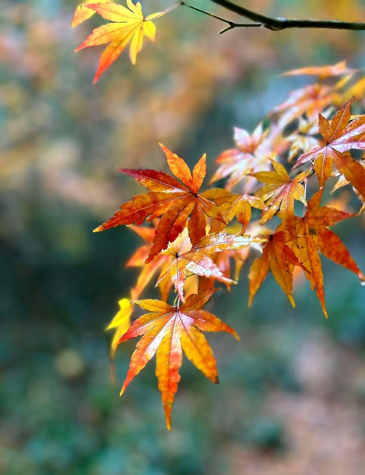 外面又是一片鬼哭狼嚎。A股下周一要怎么走？我看，八成又是开盘吓唬人，一波假摔给