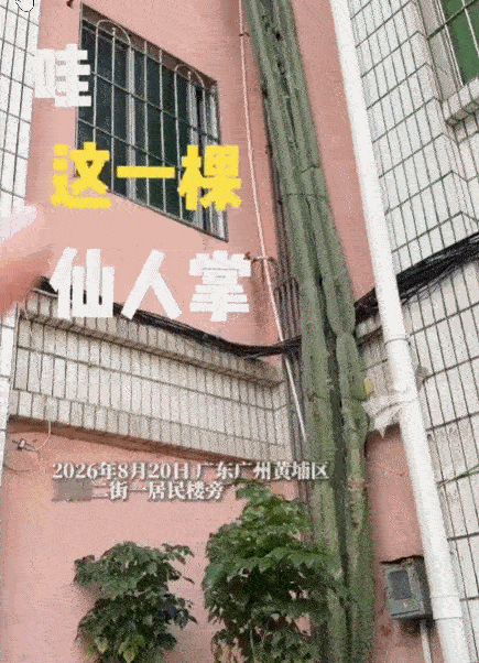 8月22日，广州黄埔区一株特殊的植物引发关注。一株2002年被一楼住户种下的小苗