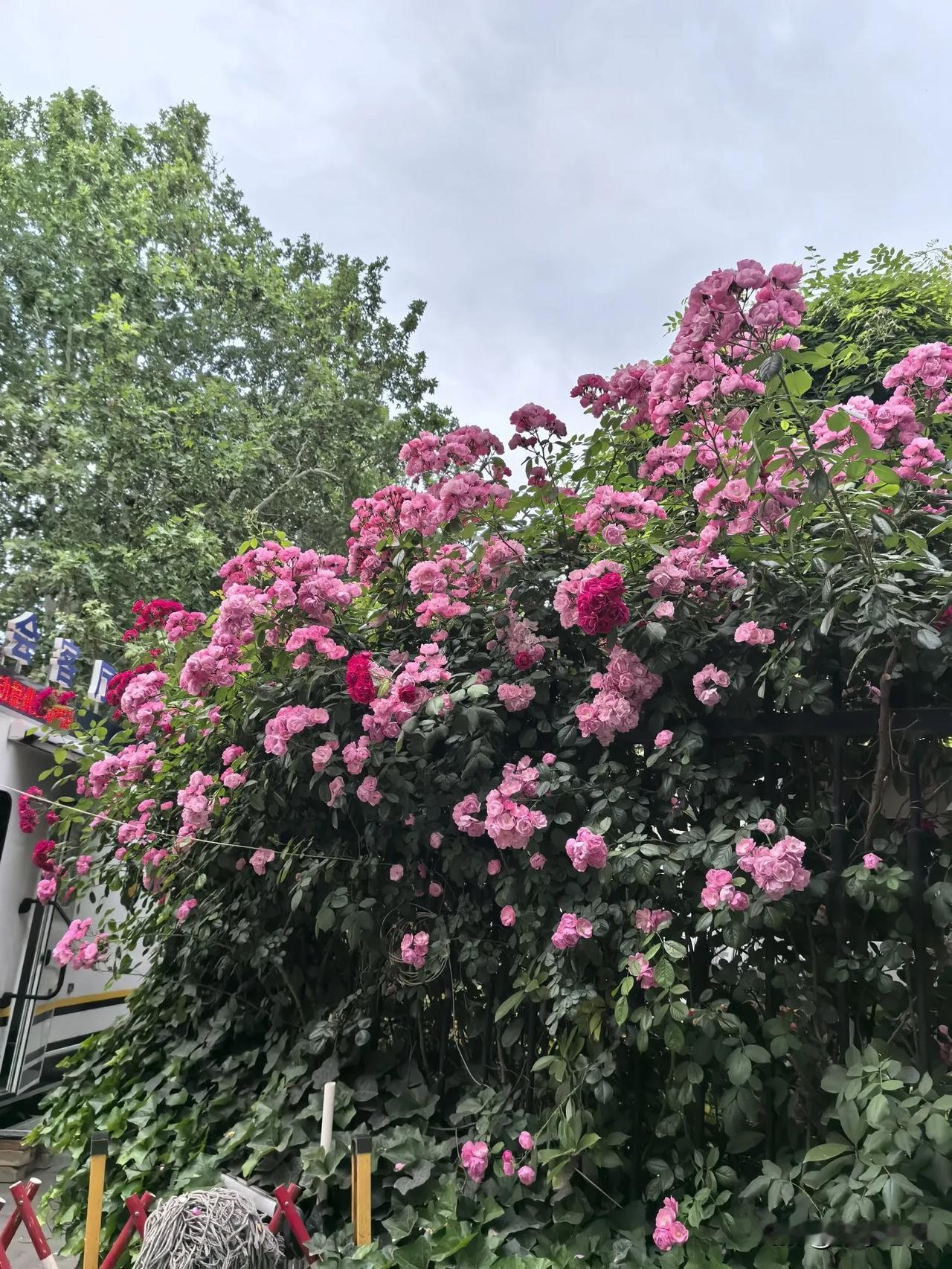 粉花映绿树春意满人间前方是美景一路有繁花