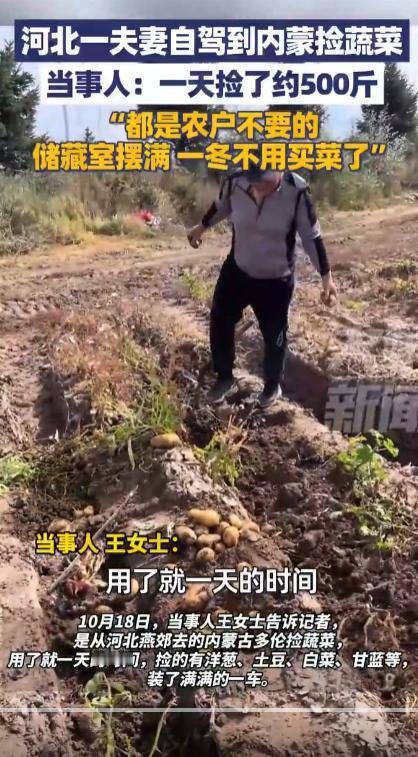 夫妻自驾到内蒙捡蔬菜:捡了约500斤。在超市买颗白菜要15块的季节，河北两口
