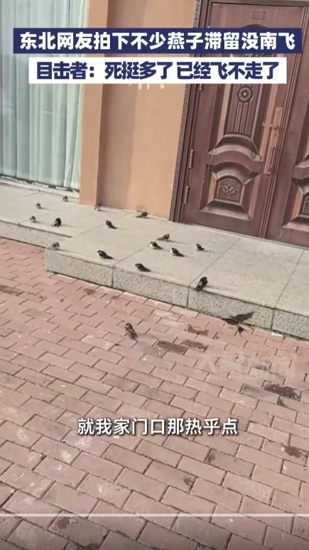 东北网友拍下燕子滞留未南飞，目击者：已经飞不走了。北方快进式入冬，燕子订不到南半