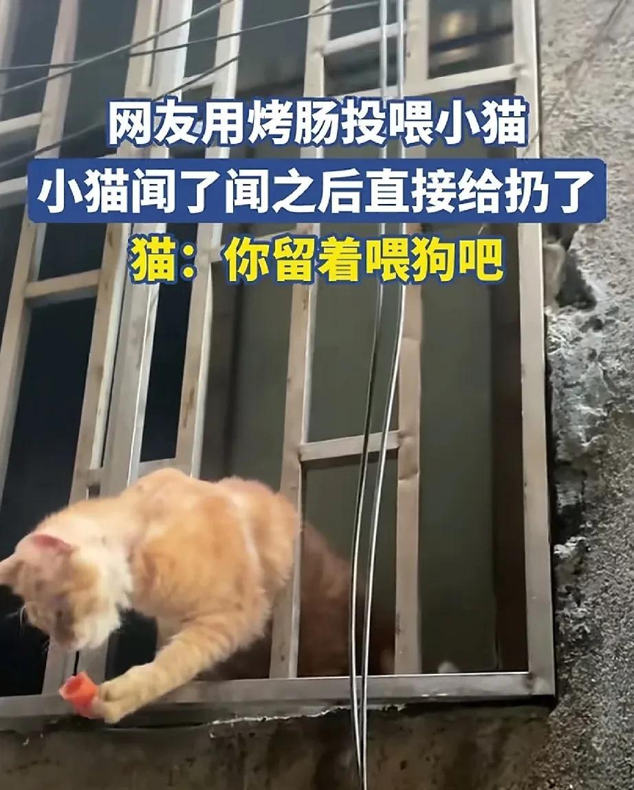 烤肠这东西还是少吃吧，有网友把自己刚买的烤肠给流浪猫，小猫一开始还挺开心，爪子巴