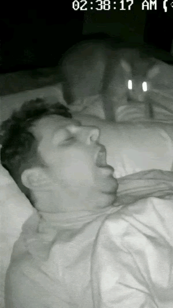 猫咪最真诚的报恩，永远朴素又“硬核”深夜静谧无声，主人卸下疲惫熟睡入眠。