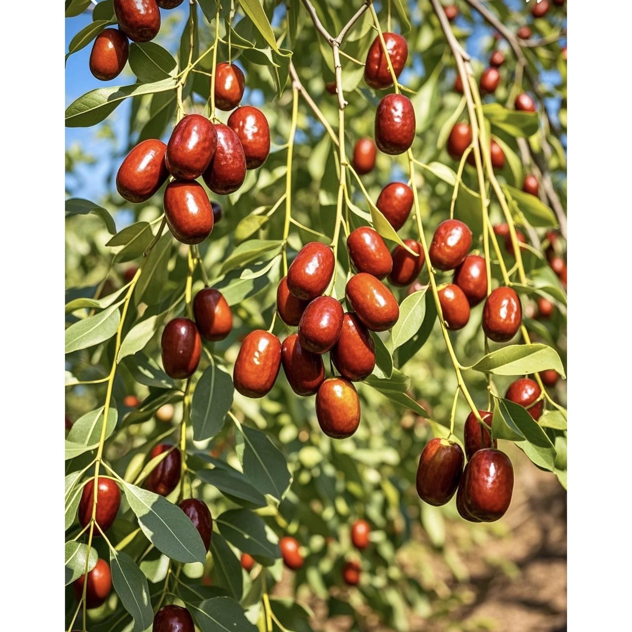 红枣成了新热点！医生提醒：脑梗患者每天吃点红枣，坚持段时间，身体可能会有这6个改