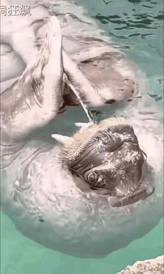 好家伙，小孩会这样干[捂脸哭]