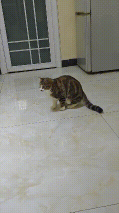 全网爆笑！猫咪沉浸式“讨封挑事”，装完霸气一秒被拿捏近期超火的猫皮子讨封名