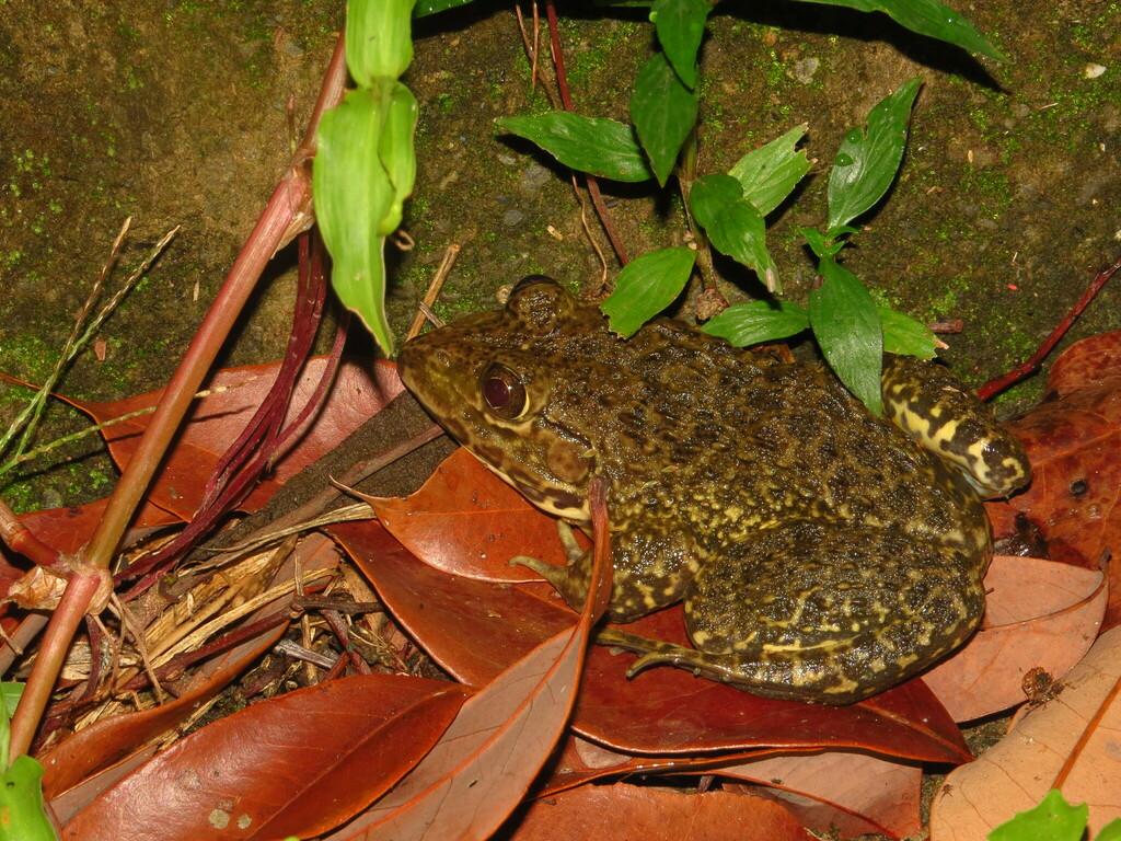 虎纹蛙（动物们202）虎纹蛙, 俗称田鸡，是叉舌蛙科虎纹蛙属的一种蛙类。背面