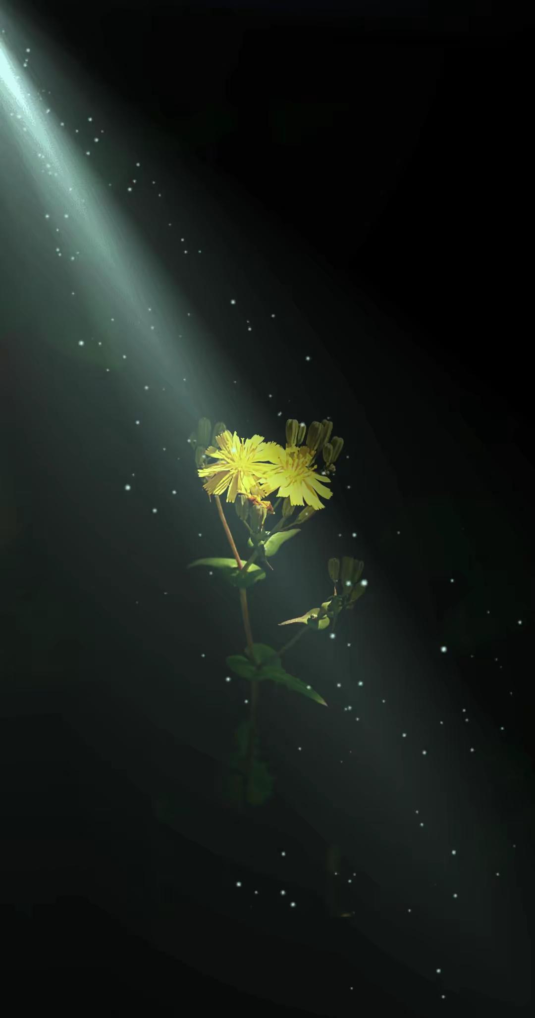 光与花。摄影爱好者