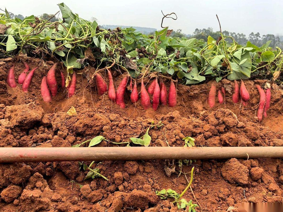 湛江一个种红薯的老大哥，黑着脸，对着镜头几乎是吼出来的。他说，我们规规矩矩种地