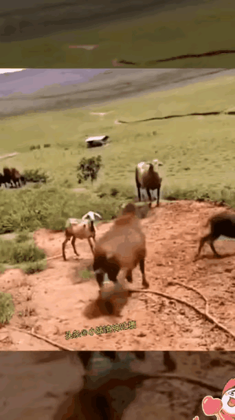 这个有点假，应该是AI。