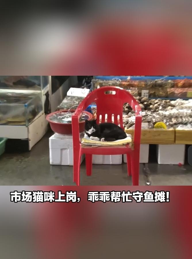 太有灵性！市场小猫化身守摊卫士，用行动报答救命之恩小动物的真心最难得，集市