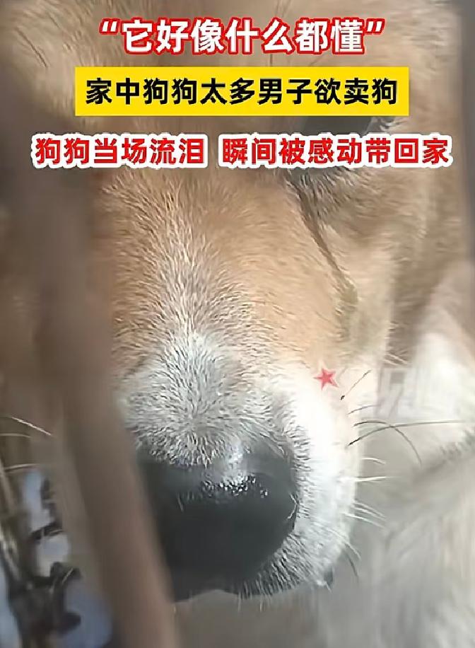 阜阳老哥把养了大半年的大黄狗抱上狗肉车，狗爪子扒着车门死活不肯进，眼角湿答答。