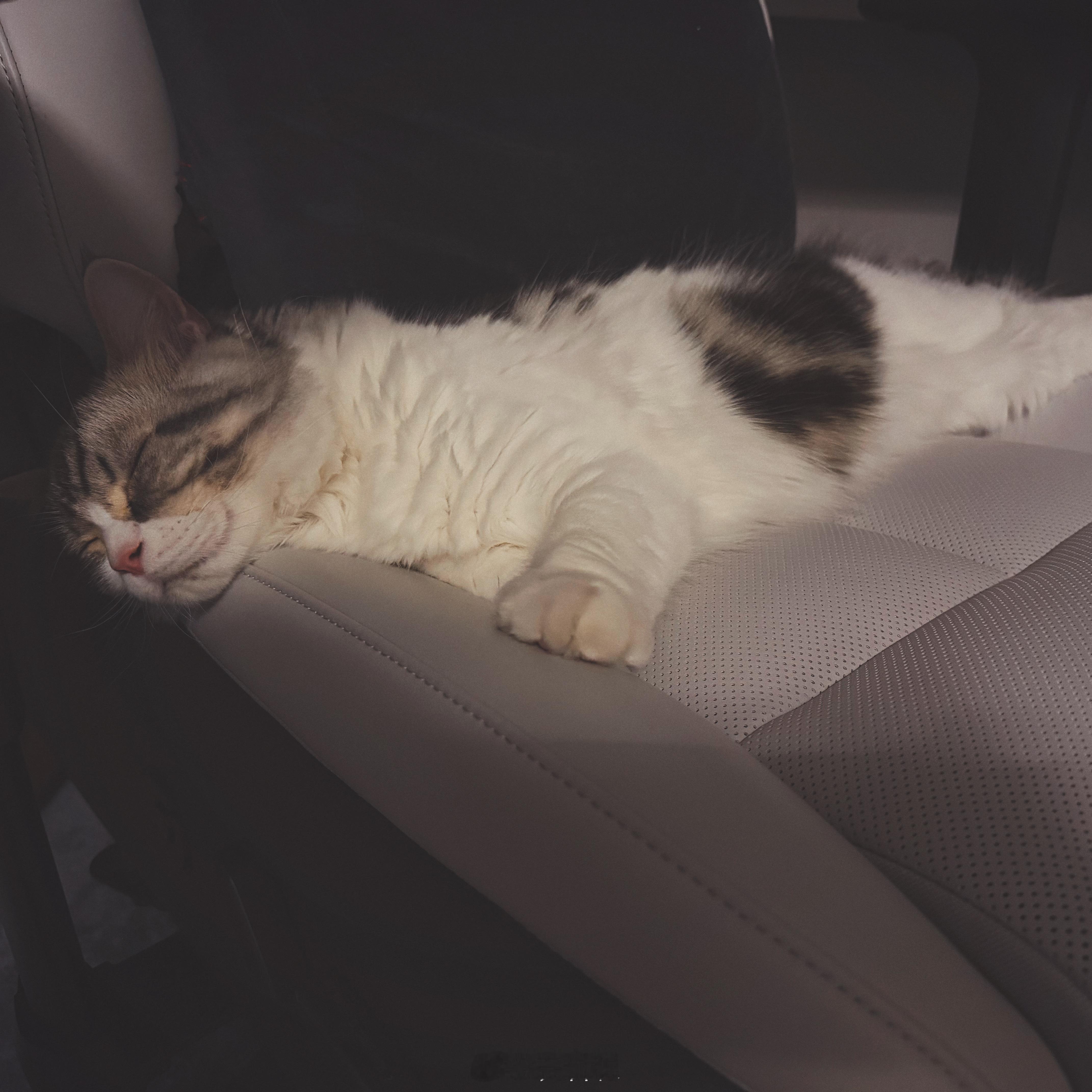 我家毛孩子真是太治愈了