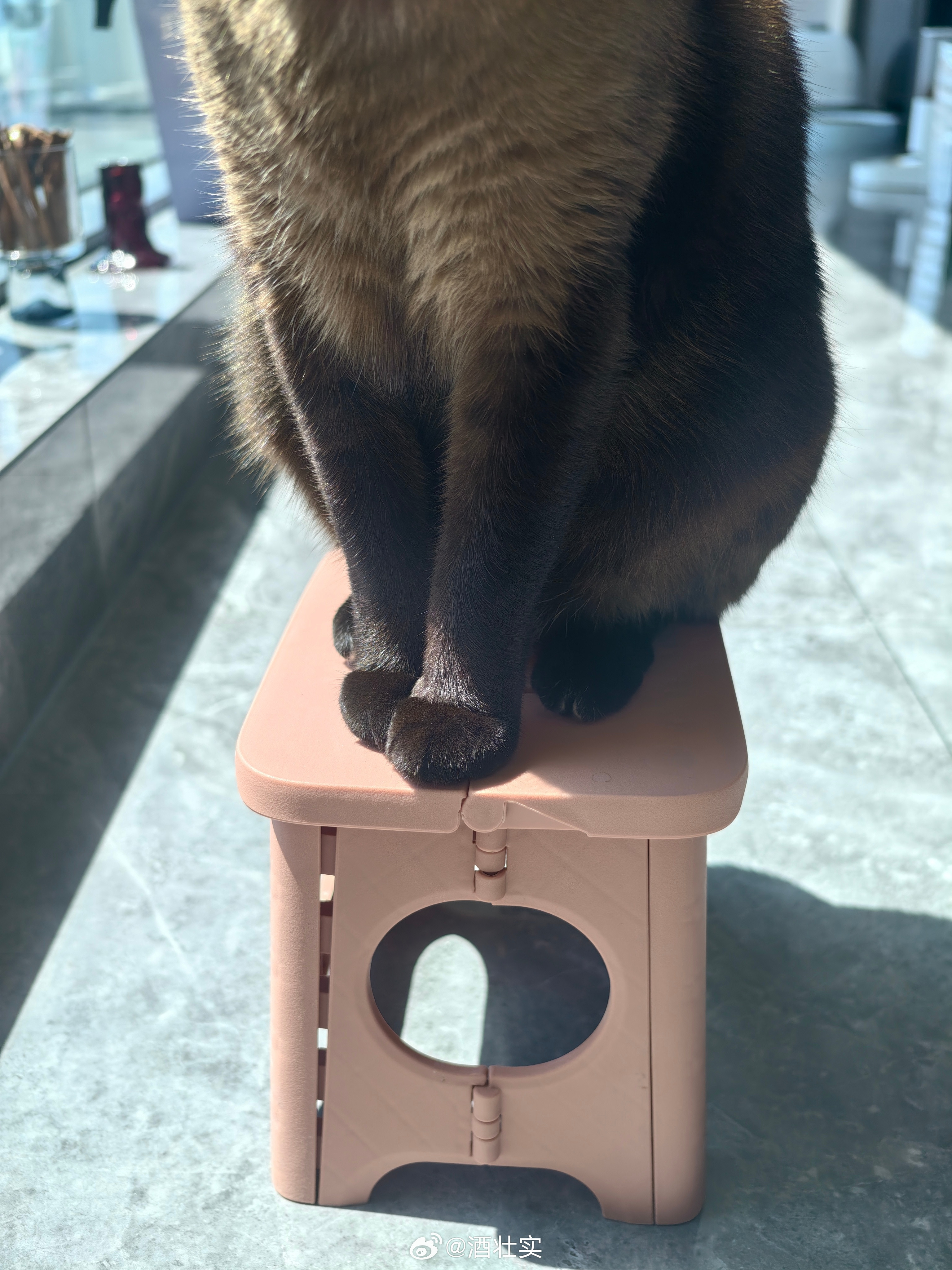 坐在自己小板凳上乖乖晒太阳的马夏尔祝大家四月都和这只小马哥一样悠闲安逸。