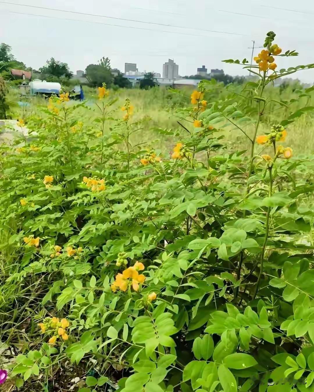 这种植物叫我们村里人叫羊角豆或盲角豆学名望江南：毒蛇克星，清肝解毒的珍贵野