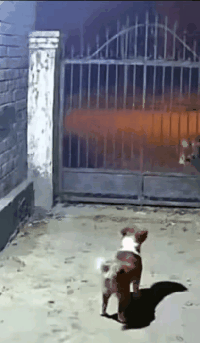 小猫一发威，老虎也是非常害怕的，反观狗子见了老虎之后，已经被吓得魂不附体，但是猫