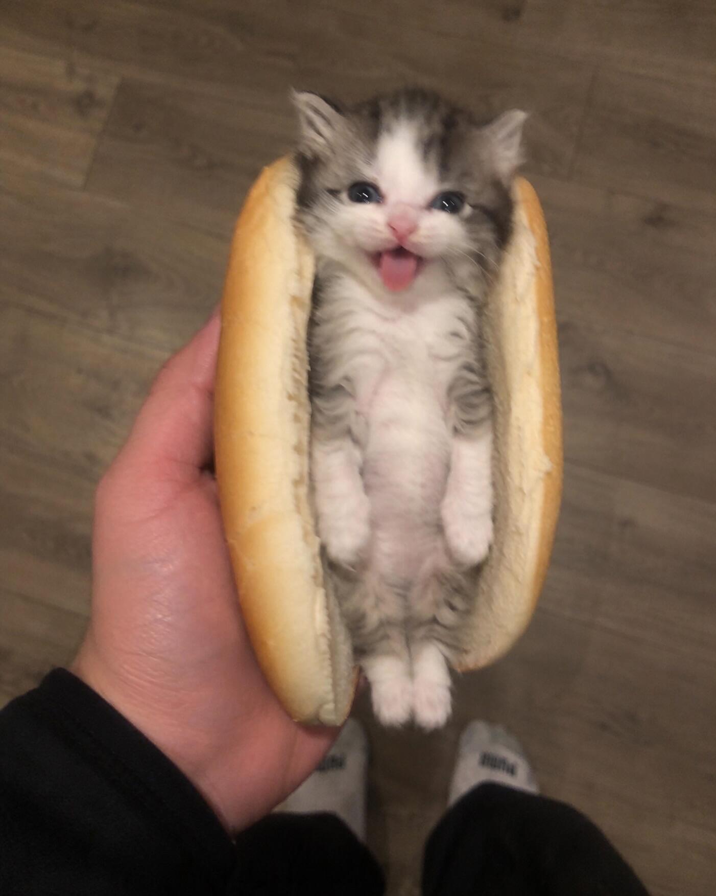 小猫咪头像分享★(=^𖥦^=)​​​