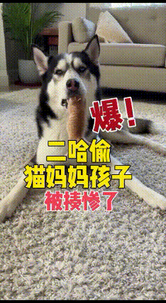 🔥二哈欠揍名场面实锤！这狗怕不是活腻了吧！视频里这只傻哈真的要笑不活了，