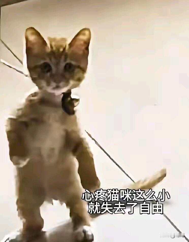 这天一位小姐姐去朋友家玩，当她吃完饭回去的时候，在一个角落看到有只小奶猫被人用绳