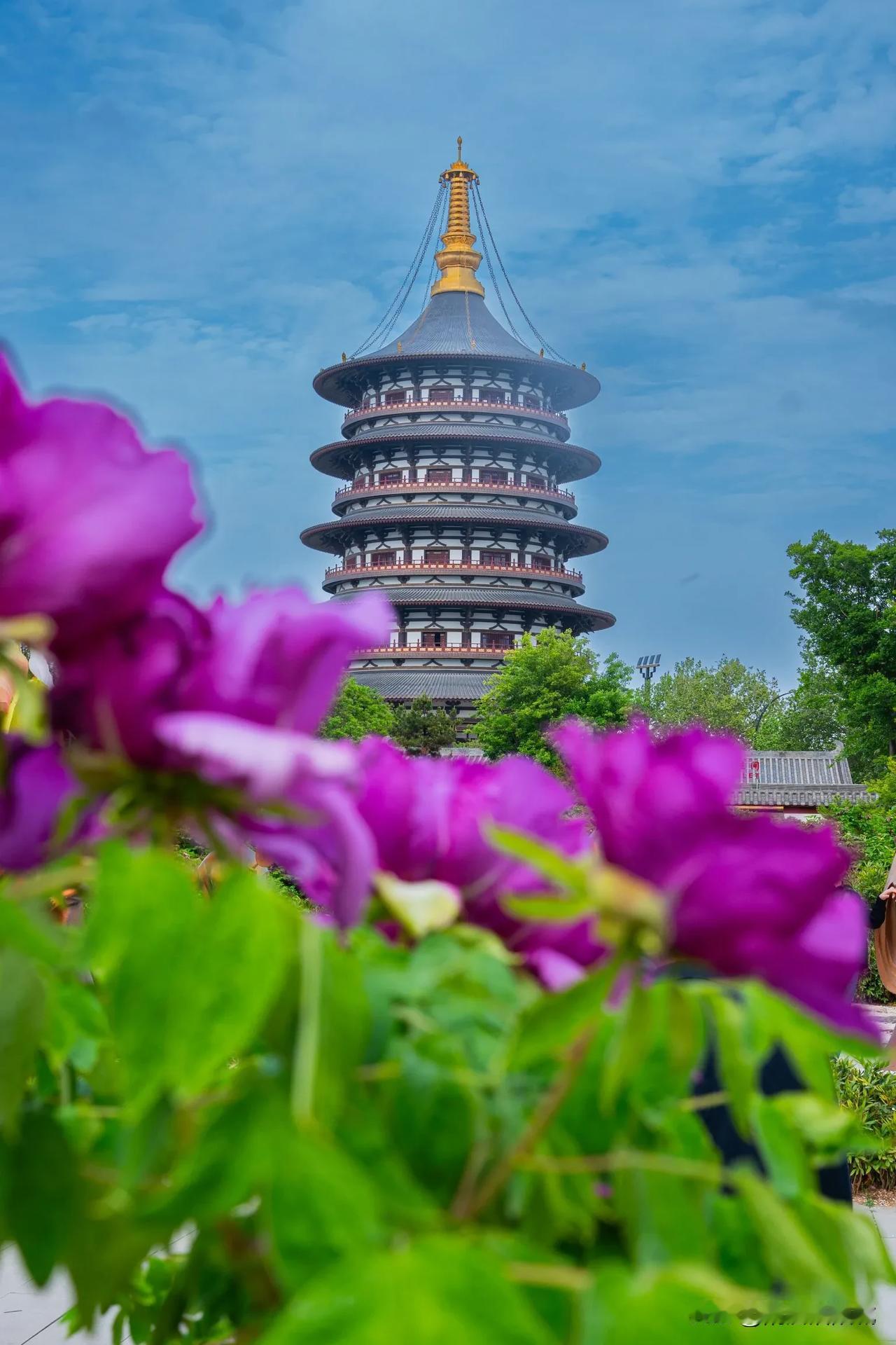 牡丹中的“明星”——百年牡丹盛放九洲池啦！