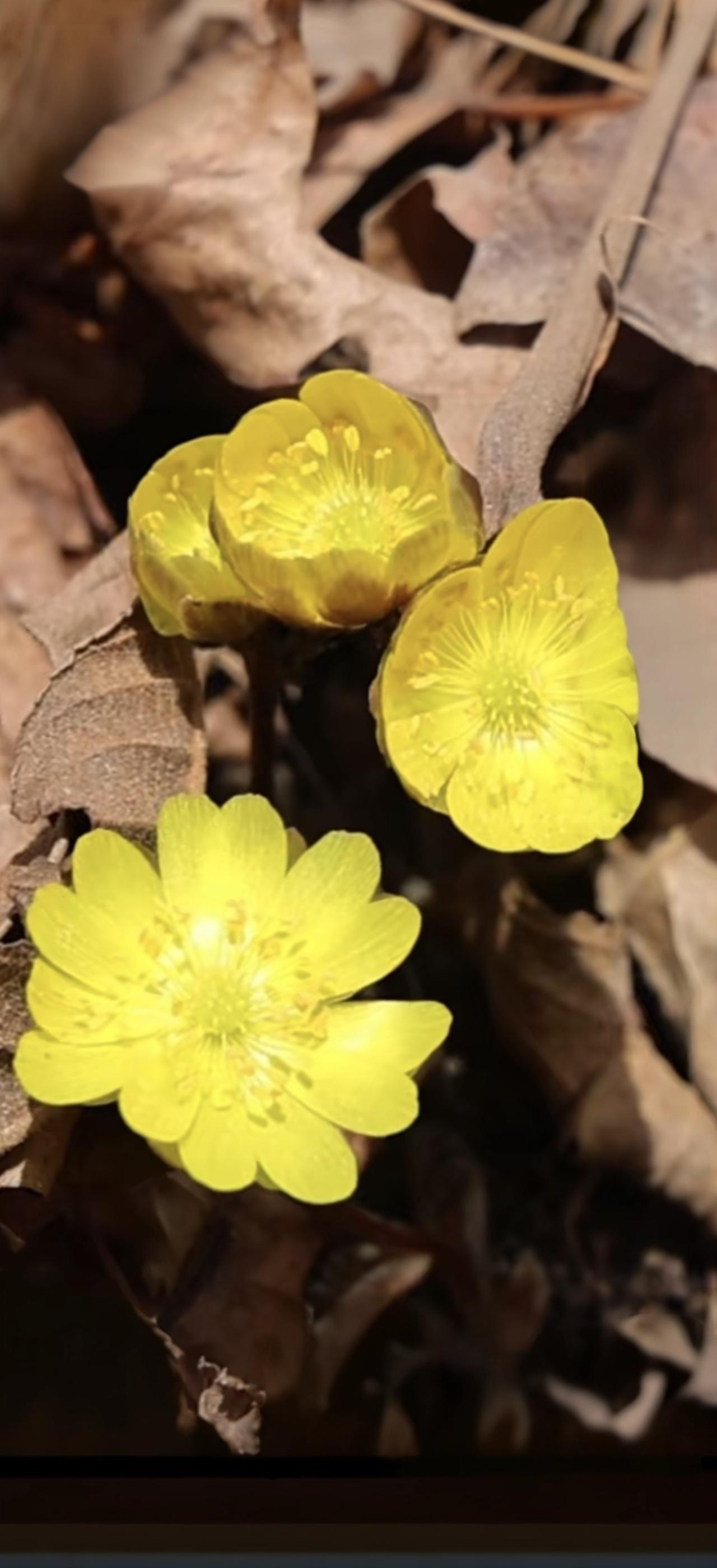 与痛风斗争的历程189今早起床，浑身关节都很安稳，没有明显的不适与痛