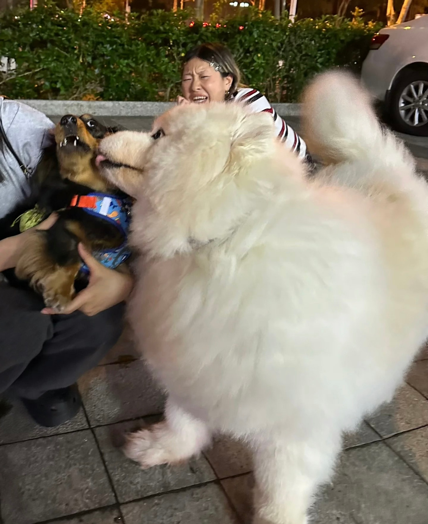 萨摩耶：这是什么？小腊肠！舔一下​​​