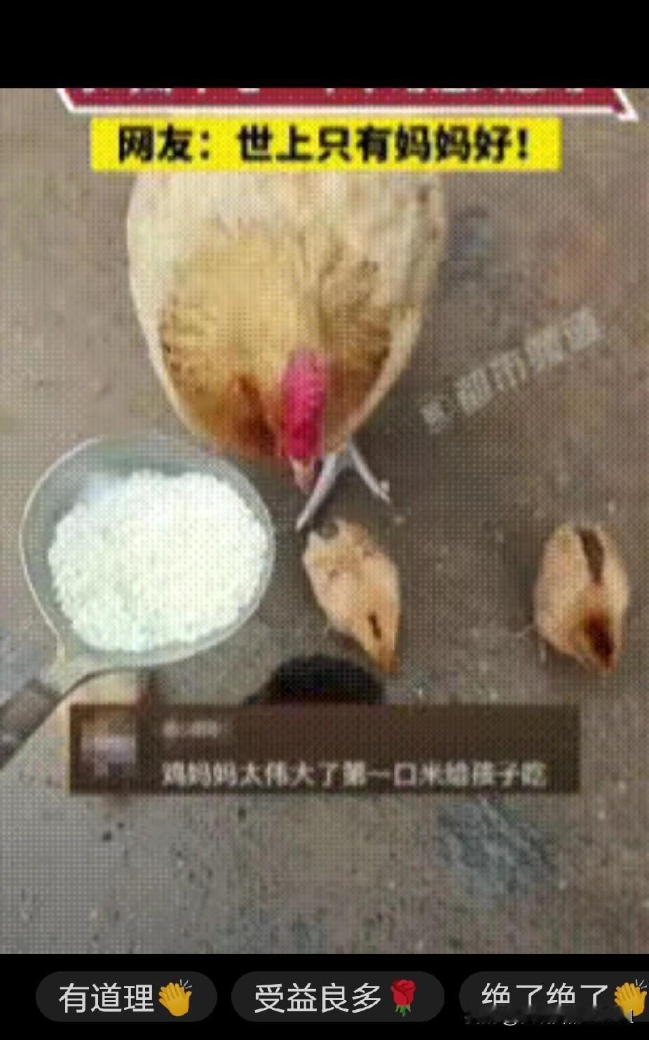 “万万没想到”！主人端着一勺大米来到鸡圈喂鸡，鸡妈妈看到主人时兴奋不已，带着几只