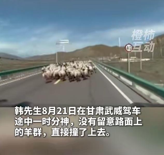 甘肃一男子开车途中分神，没留意路上羊群直接撞了上去，造成53只羊死伤，交警判