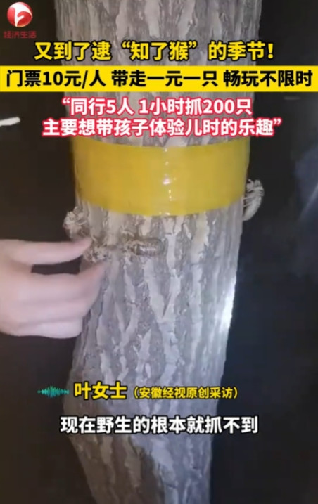 “简直就是捡钱啊！”2025年6月，江苏徐州，一老板为了赚钱，开放自家“知了猴”