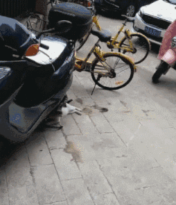 爆笑GIF: 妹子, 没事逗猪干嘛呢?