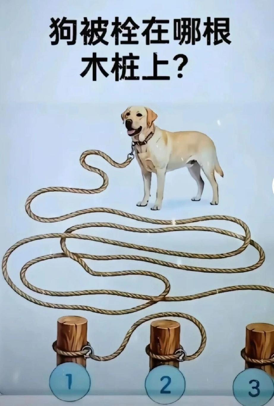 狗绳子绑在哪根本棒上面？