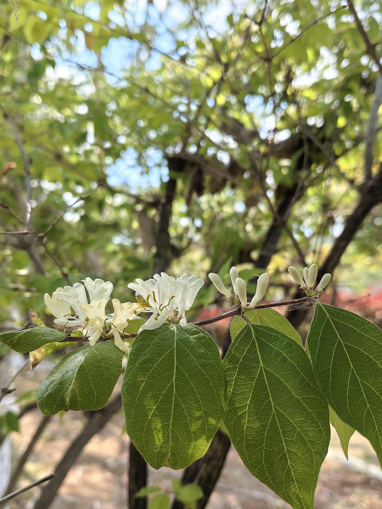 半月前正在吃早饭，听到敲门声，开门见一对年轻夫妻抱着孩子，面熟但没有说过话。“
