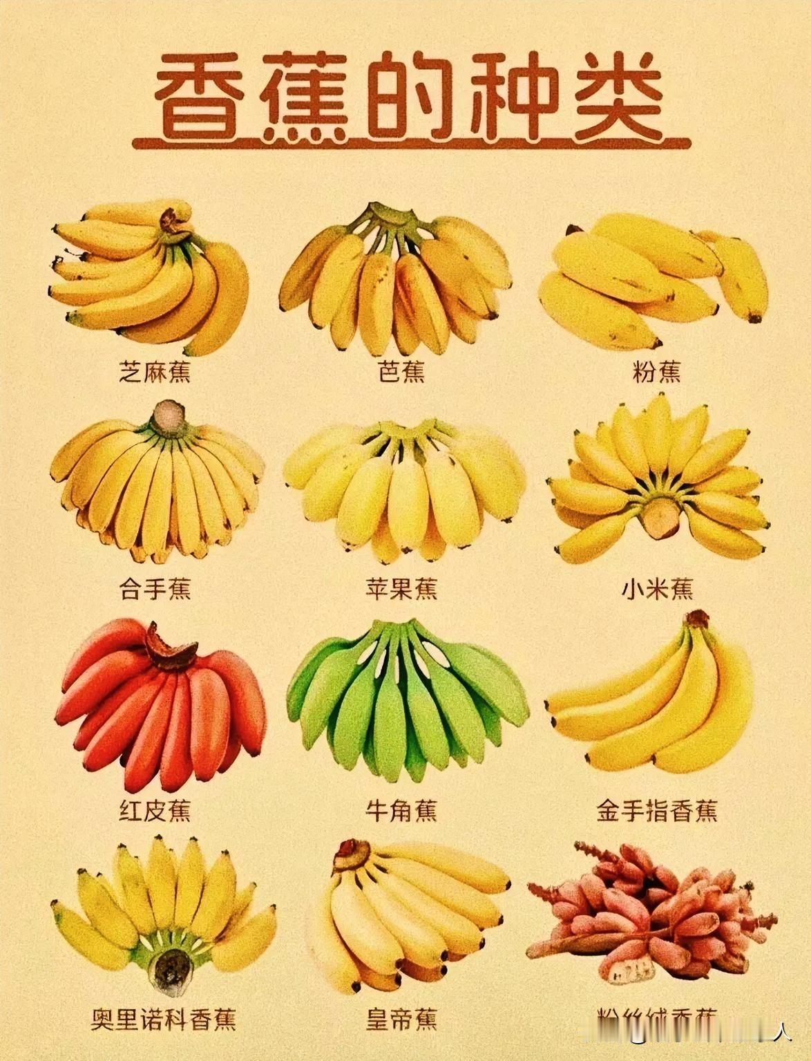 香蕉的种类科普科普