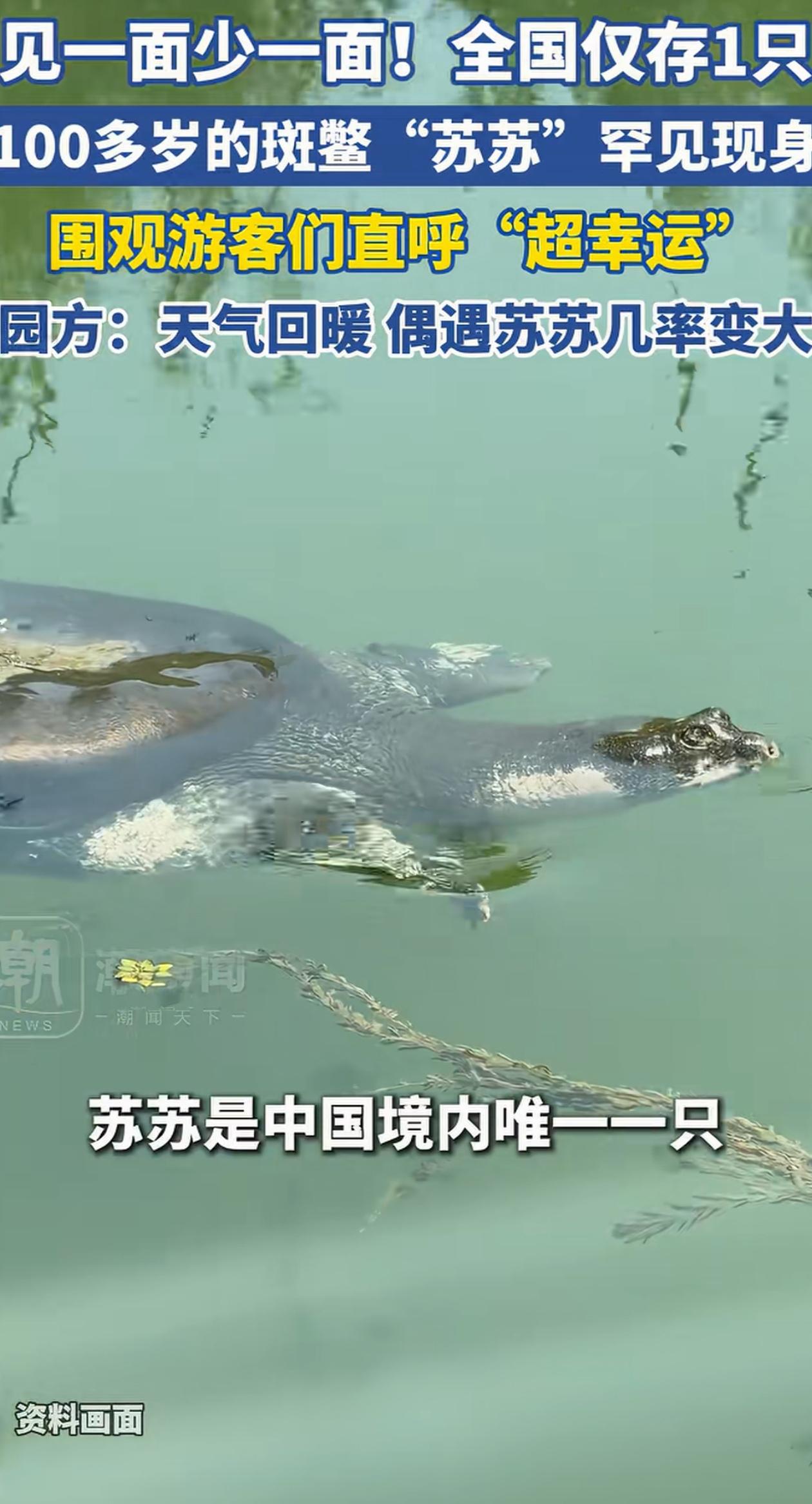 太幸运了！江苏苏州，游客在上方山动物园游玩的时候，竟然得以有幸碰见园里的斑鳖出来